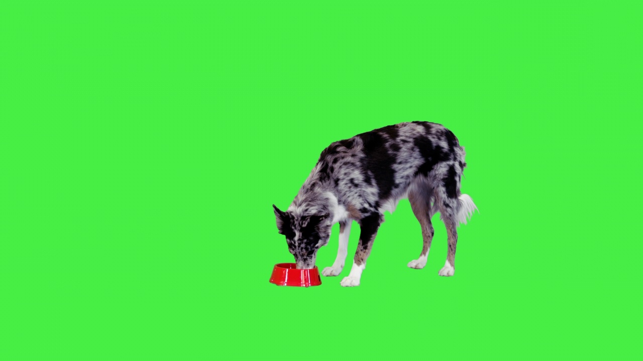 年轻的边境牧羊犬吃食物在绿色屏幕，Chroma Key视频素材