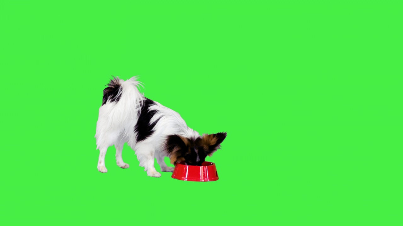 蝶耳犬正在绿色屏幕上的碗里吃饭，Chroma Key视频素材