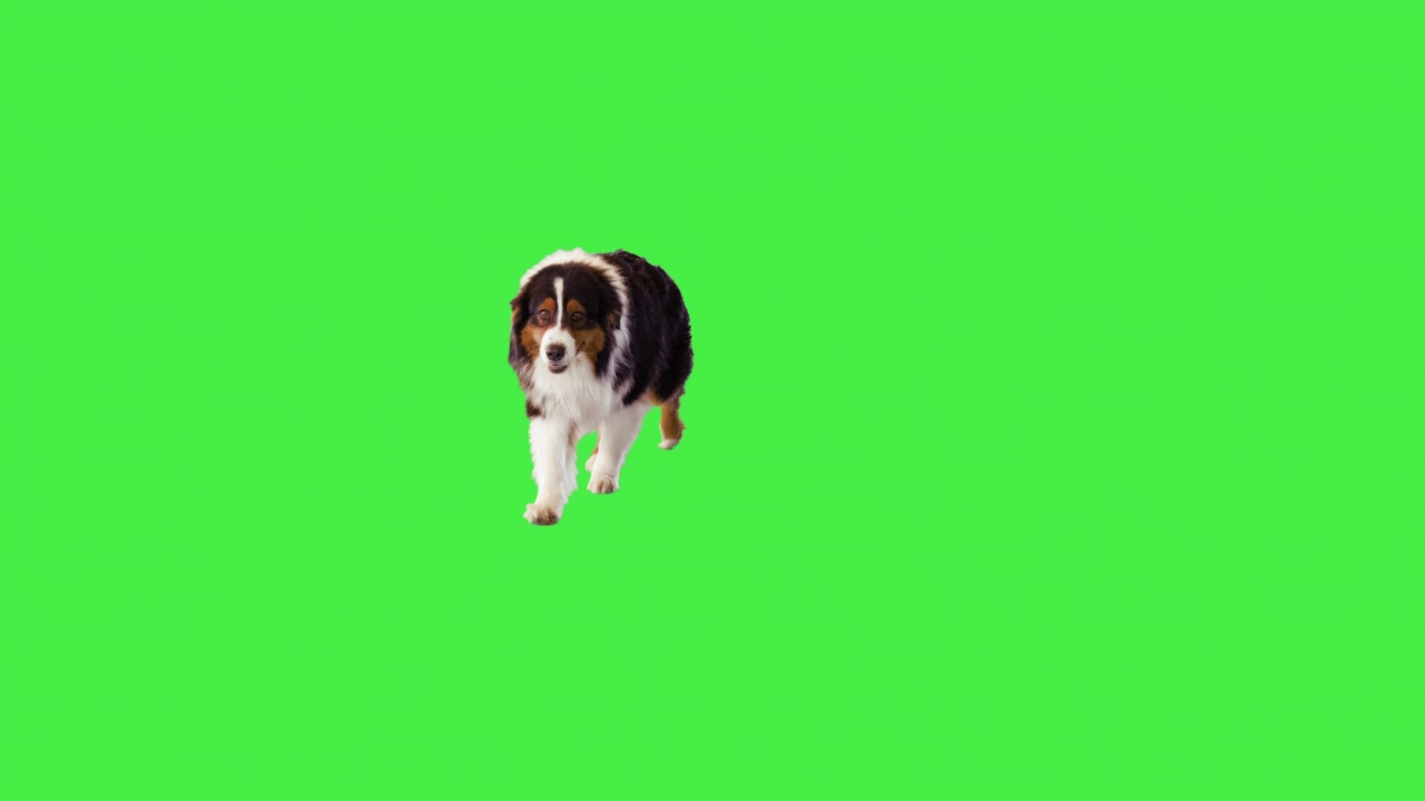 澳大利亚牧羊犬在绿色屏幕上缓慢行走，Chroma Key视频素材