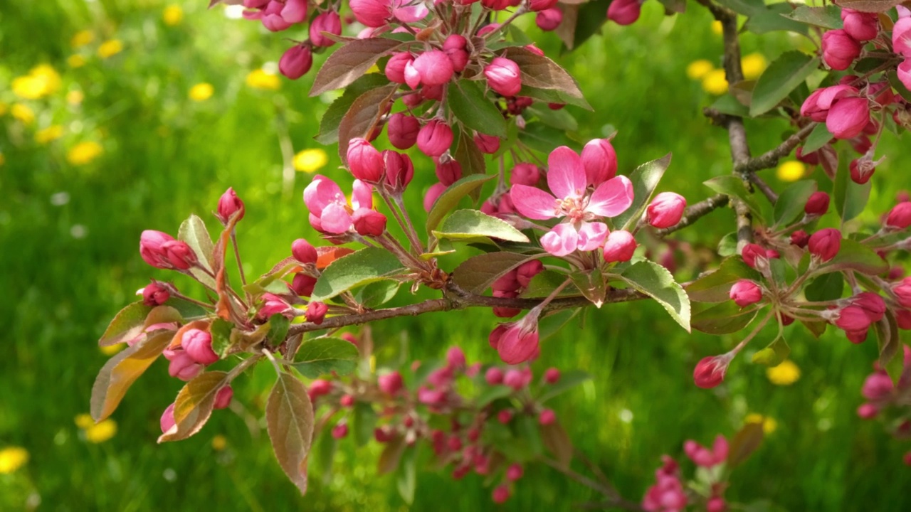 樱花支行视频素材