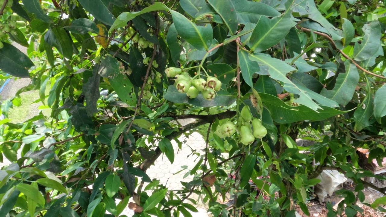 幼苹果玫瑰呈黄绿色，有一种叫玛都德里视频素材