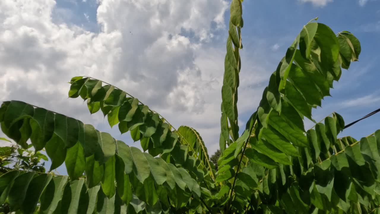 绿色的苹果树的叶子在风中摇曳，白天有天空的背景视频素材