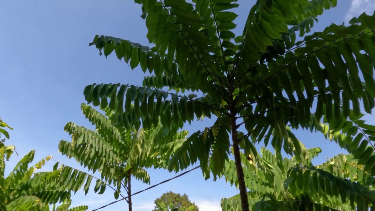 绿色的苹果树的叶子在风中摇曳，白天有天空的背景视频素材