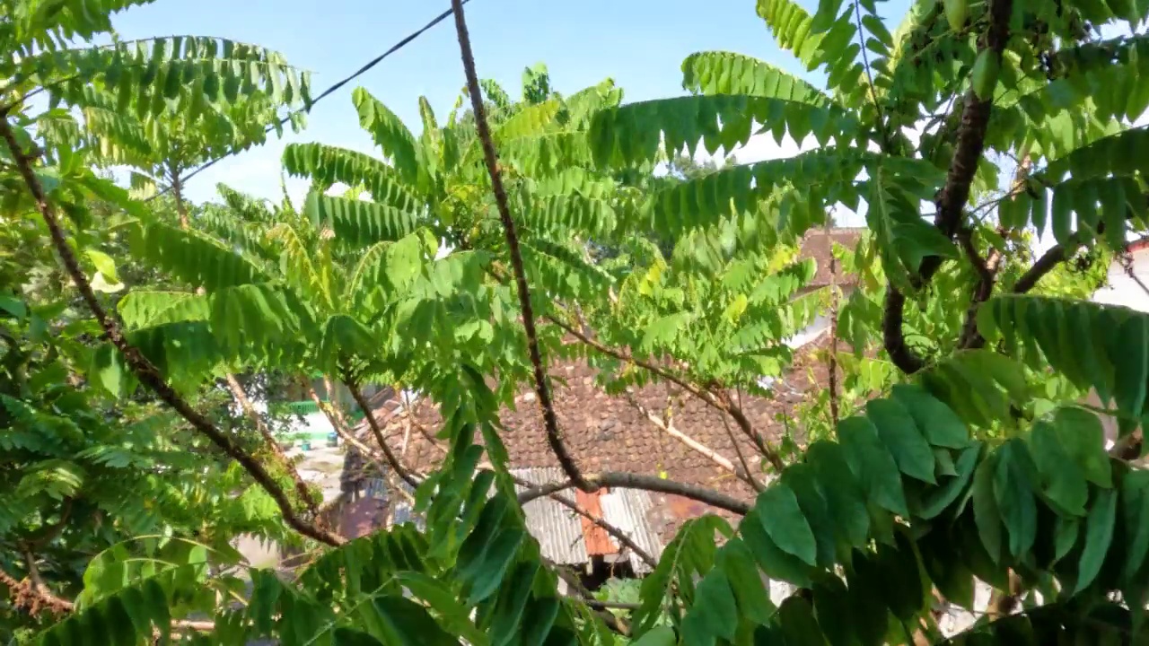 绿色的苹果树的叶子在风中摇曳，白天有天空的背景视频素材