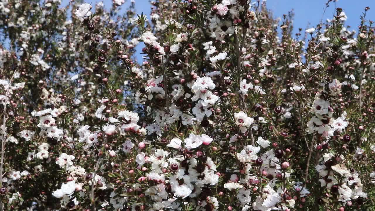 茶树或麦卢卡或钩花属植物视频素材