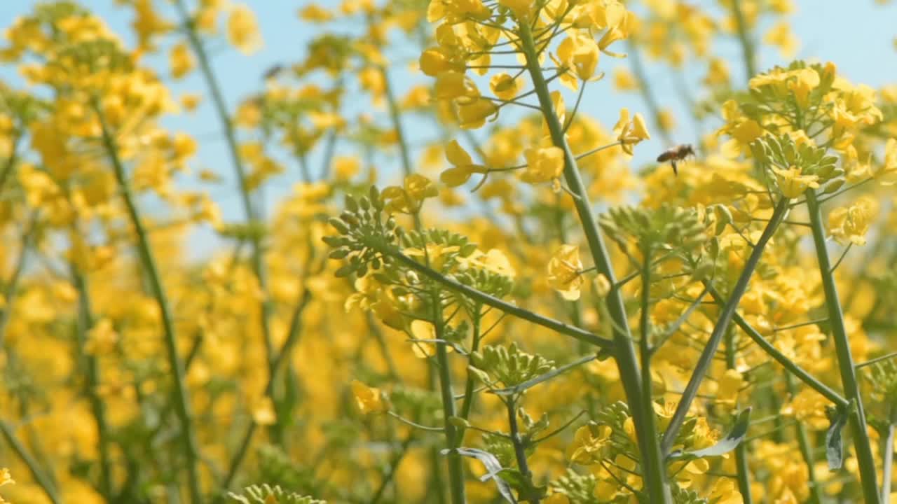 油菜籽田开花了视频素材