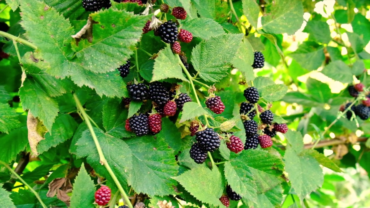 在花园里收获黑莓。有选择性的重点。大自然。视频素材