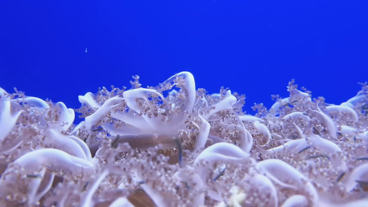 鱼缸里的水母在蓝色背景上的特写视频素材