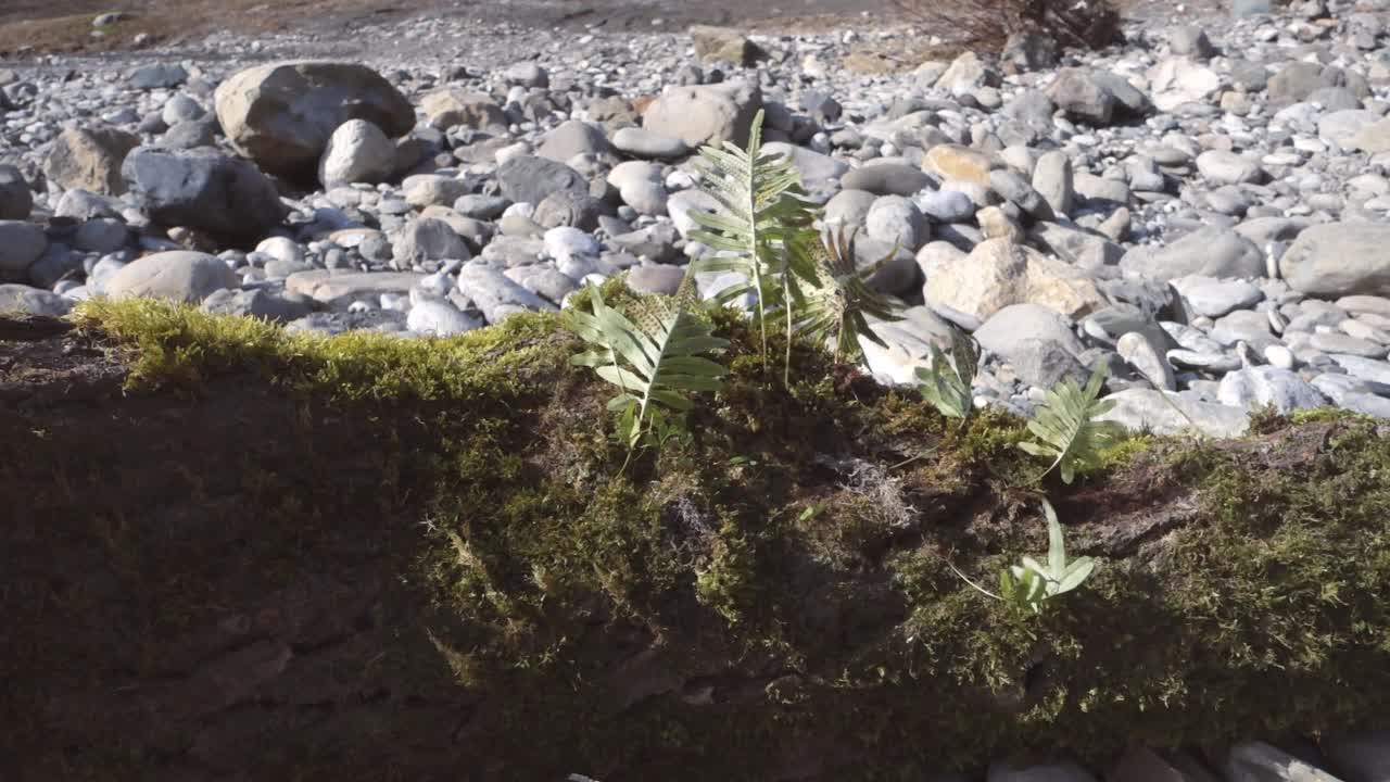 蕨类植物和苔藓生长在古老的浮木上。巨大的河石躺在背景的岸边。视频下载