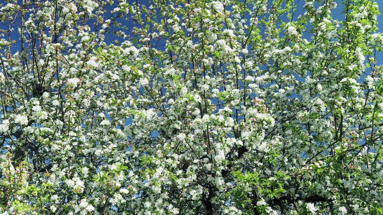 盛开的苹果树。苹果树花。视频素材