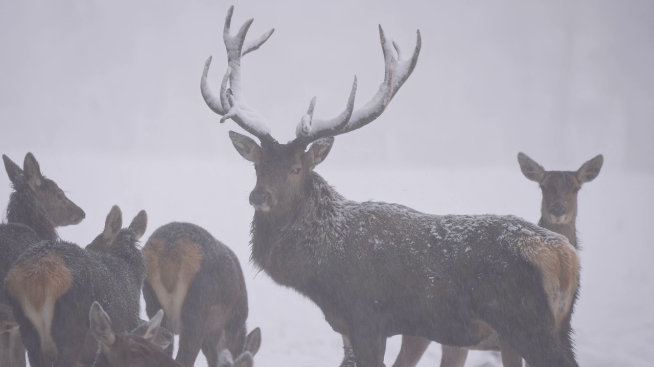 马鹿(Cervus elaphus)，冬季有鹿群视频素材