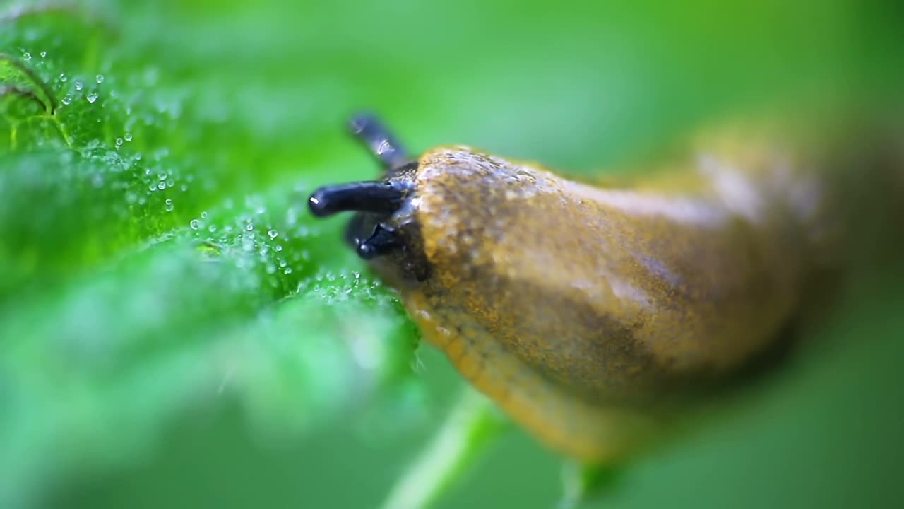 小蜗牛动物滑在带有露珠的绿叶上视频素材