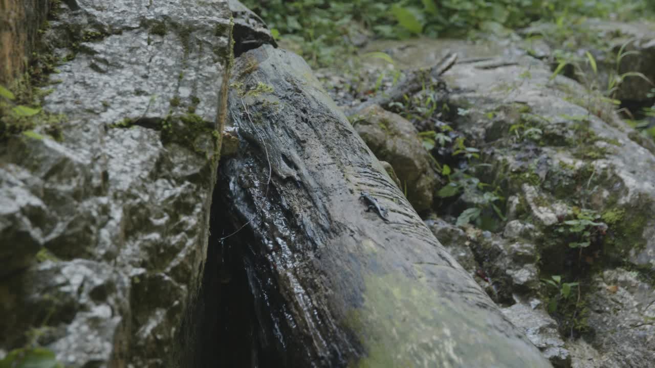 山河上的火蜥蜴(4K)视频素材