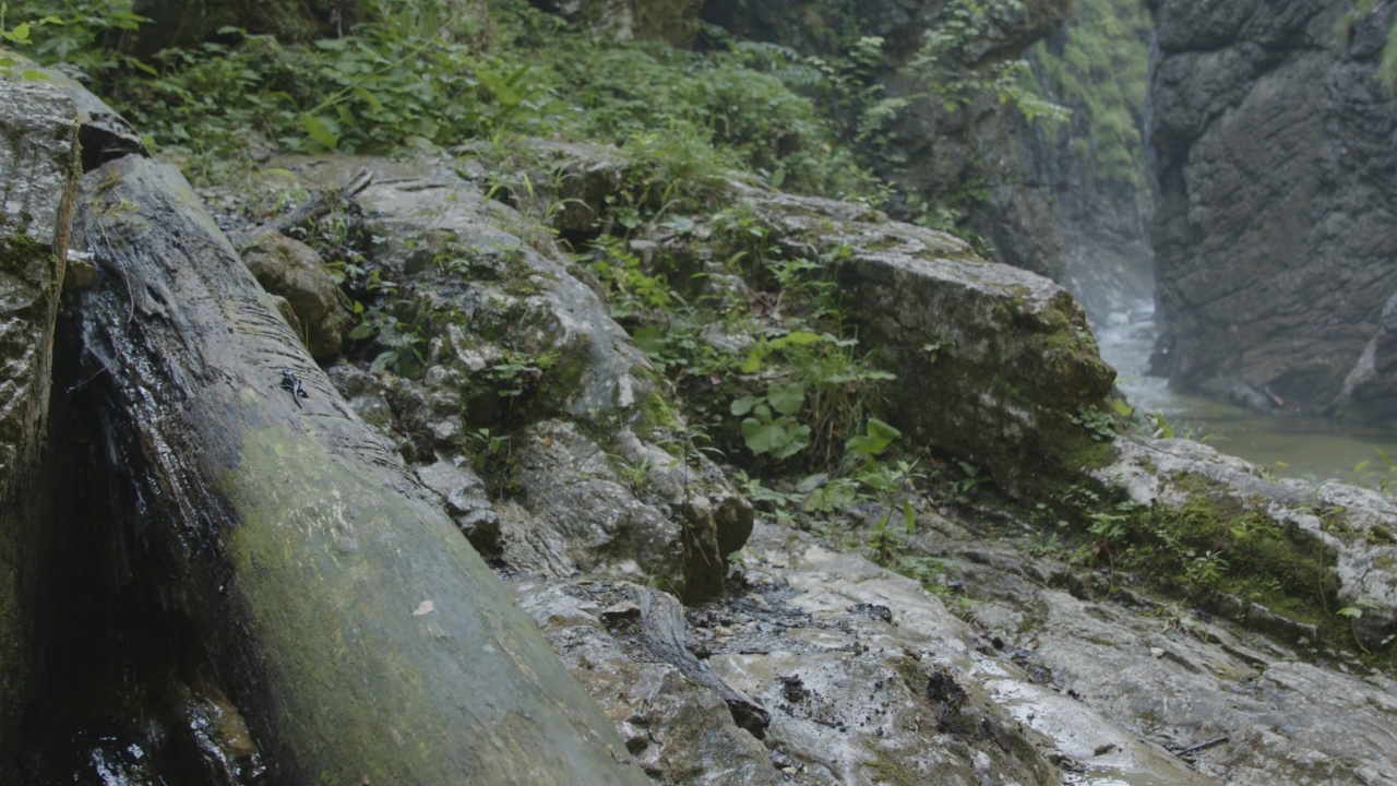 山河上的火蜥蜴(4K)视频素材