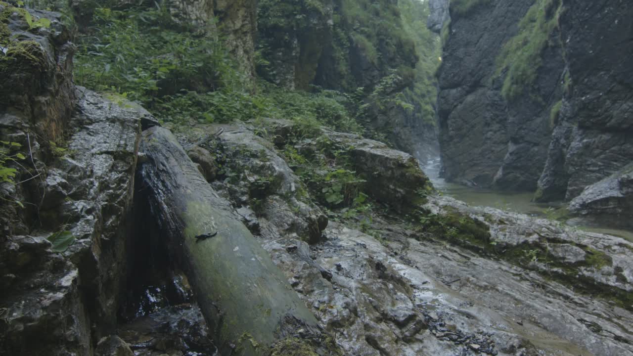 山河上的火蜥蜴(4K)视频素材