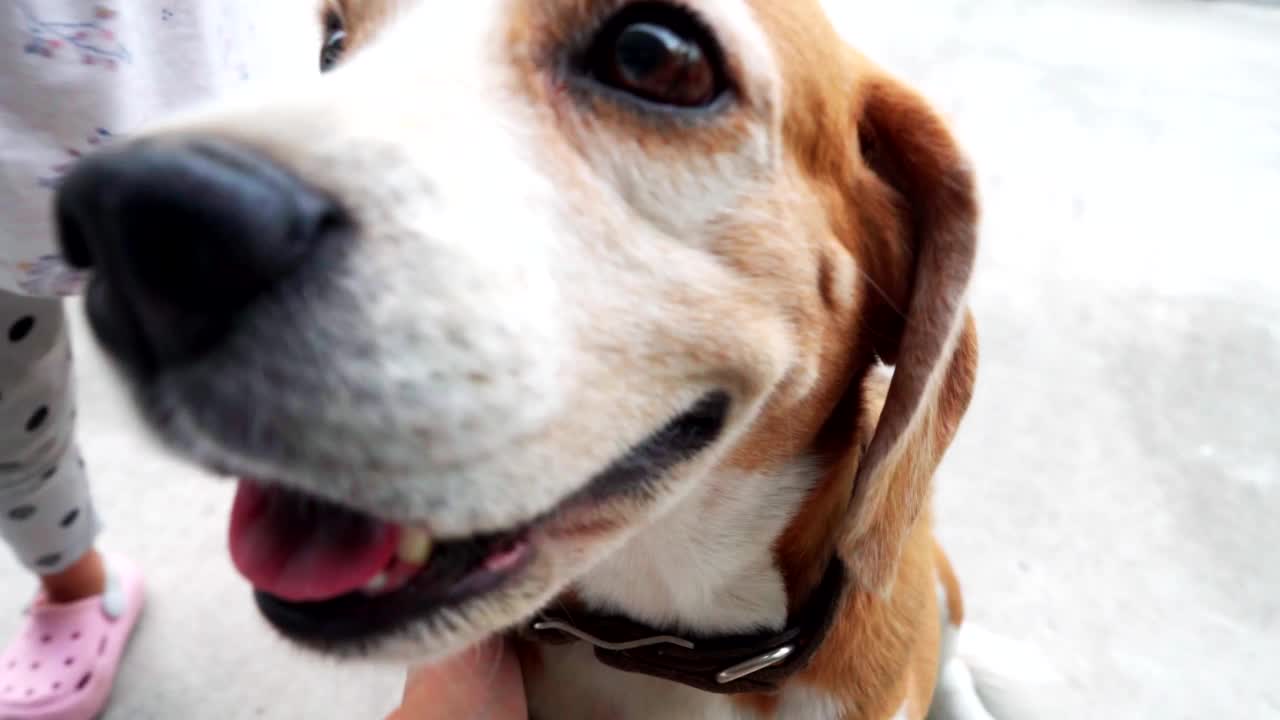 孩子亲吻小猎犬的头。它们是朋友，人们用手抓挠小猎犬的脖子，那么可爱的时刻，近距离的狗坐在房子前面。温暖家庭的概念。视频下载