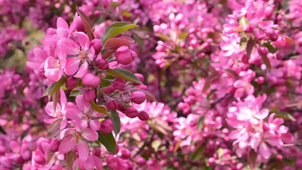 粉红色的樱花视频素材