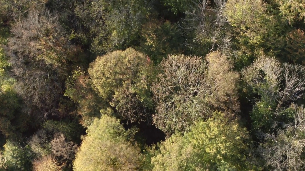 顶部向前飞升的柏油路和五彩缤纷的秋天树木林地繁茂的树叶树枝令人惊叹的野生自然风景。鸟瞰图落阳光明媚的自然植物景观在太阳光线4k视频素材