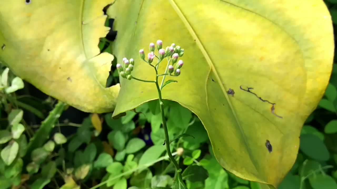 蚂蚁和树叶的视频。视频素材