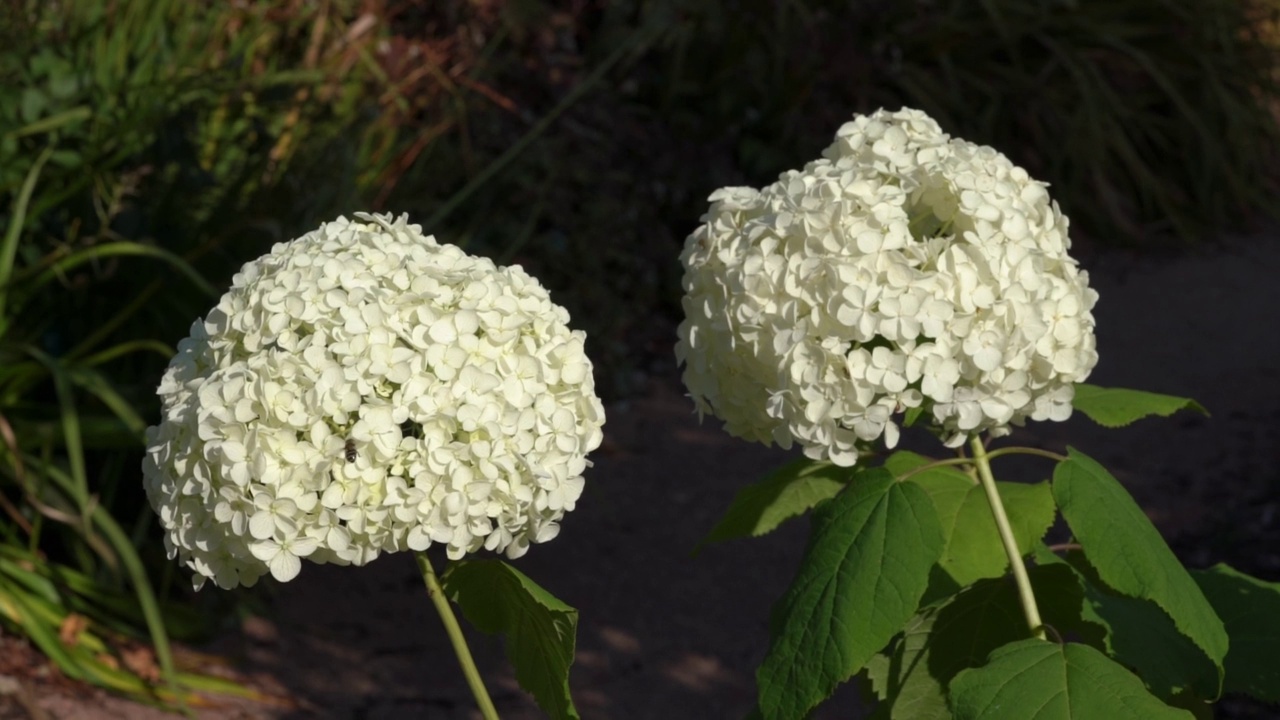 绣球花Arborescens安娜贝拉的视频素材