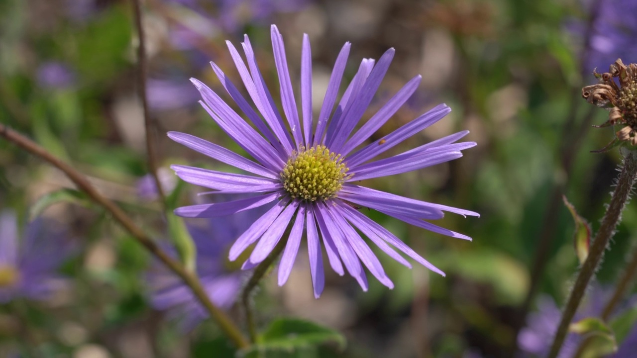 peduncularis雏菊视频素材