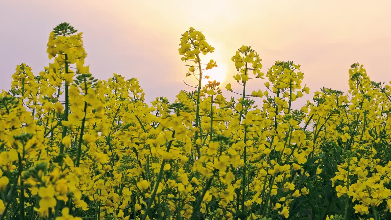 黄色的油菜花在春天盛开视频素材