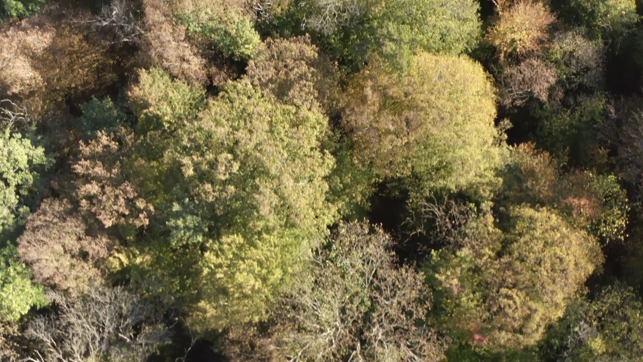 顶部拍摄飞行在五彩缤纷的秋天树木林地茂盛的树叶树枝惊人的野生自然风景。鸟瞰图秋天阳光明媚的自然植物景观环绕丘陵地形在太阳光线4k视频素材