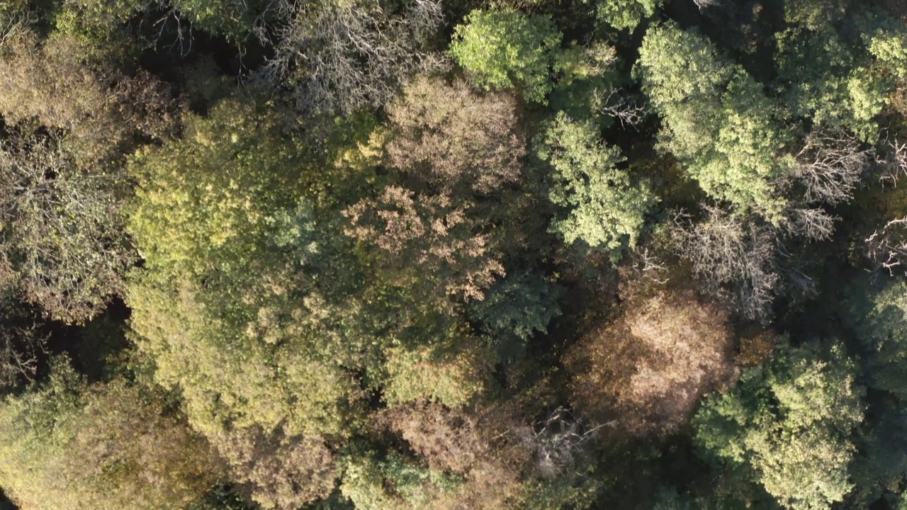 顶部向前飞升的柏油路和五彩缤纷的秋天树木林地繁茂的树叶树枝令人惊叹的野生自然风景。鸟瞰图落阳光明媚的自然植物景观在太阳光线4k视频素材