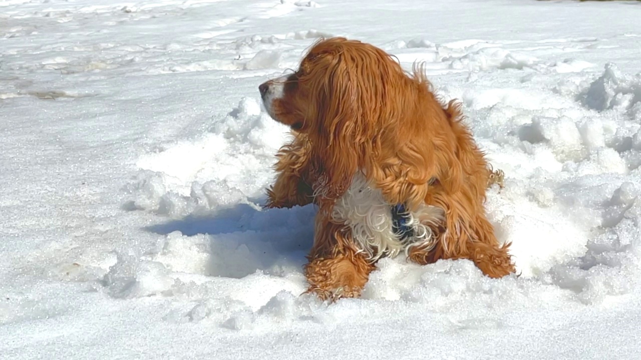 雪地里的可卡犬视频素材