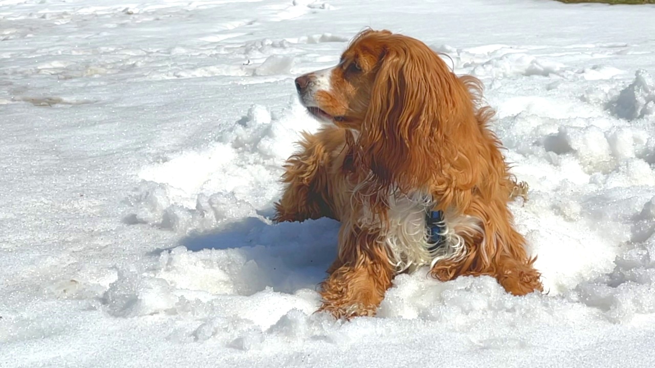 雪地里的可卡犬视频素材