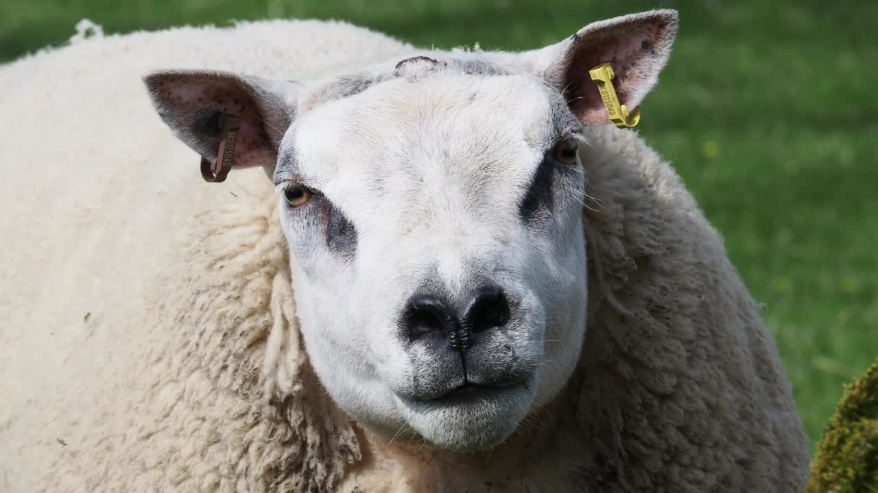 特塞尔公羊在奥斯维克，约克郡山谷，英国。视频素材