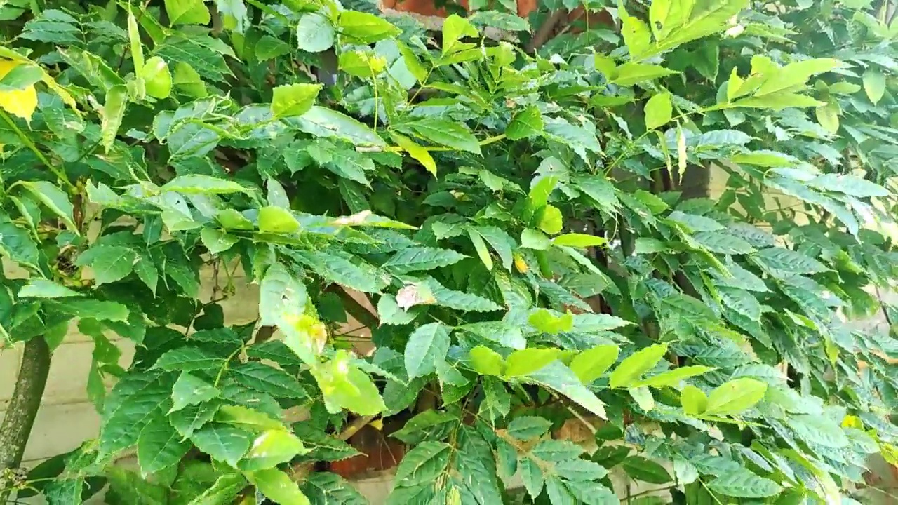 强风吹动了树叶。在春天，风在暴风雨之前视频素材