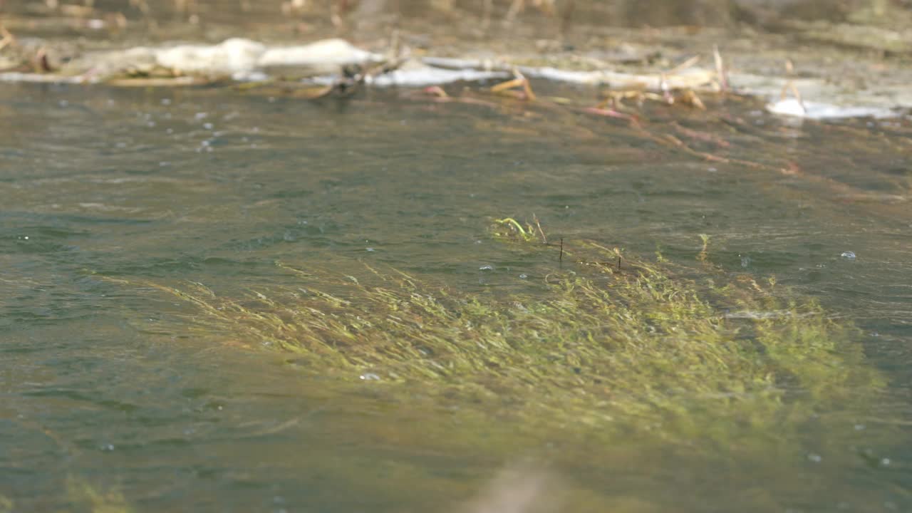 平静流淌的泉水融水。岸边的干草。散景。视频素材