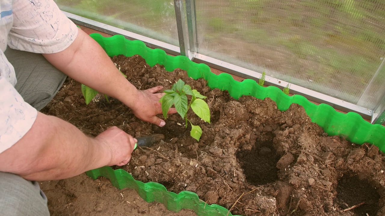 一名男子在温室里种植甜椒苗的特写。视频素材