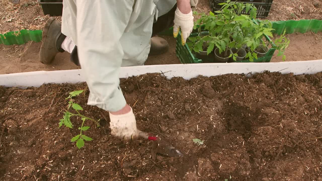 温室里的一名男子在带有腐殖质的床上种植番茄幼苗。视频素材