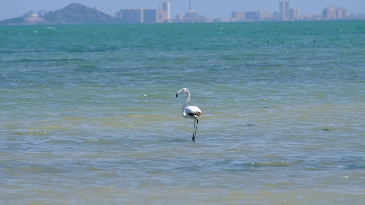 海湾里的苍鹭和水鸟视频素材