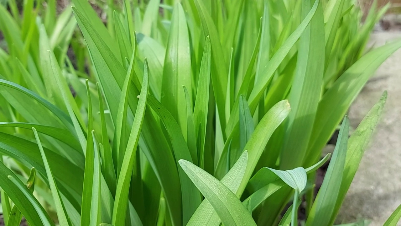 绿色的树叶。黄花菜在春天生长。晴朗多风的天气视频素材