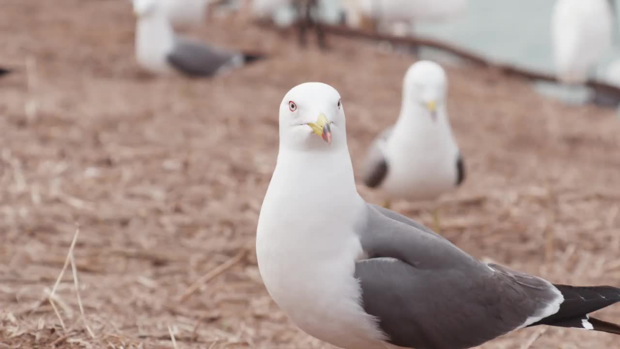 DMZ(韩国非军事区)，龟岛-黑尾鸥(Larus crassirostris) /韩国视频素材