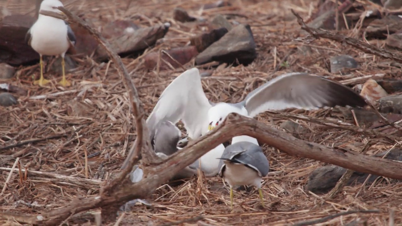 九鸡岛非军事区(韩国非军事区)-两只黑尾鸥(Larus crassirostris)正在与韩国作战视频素材