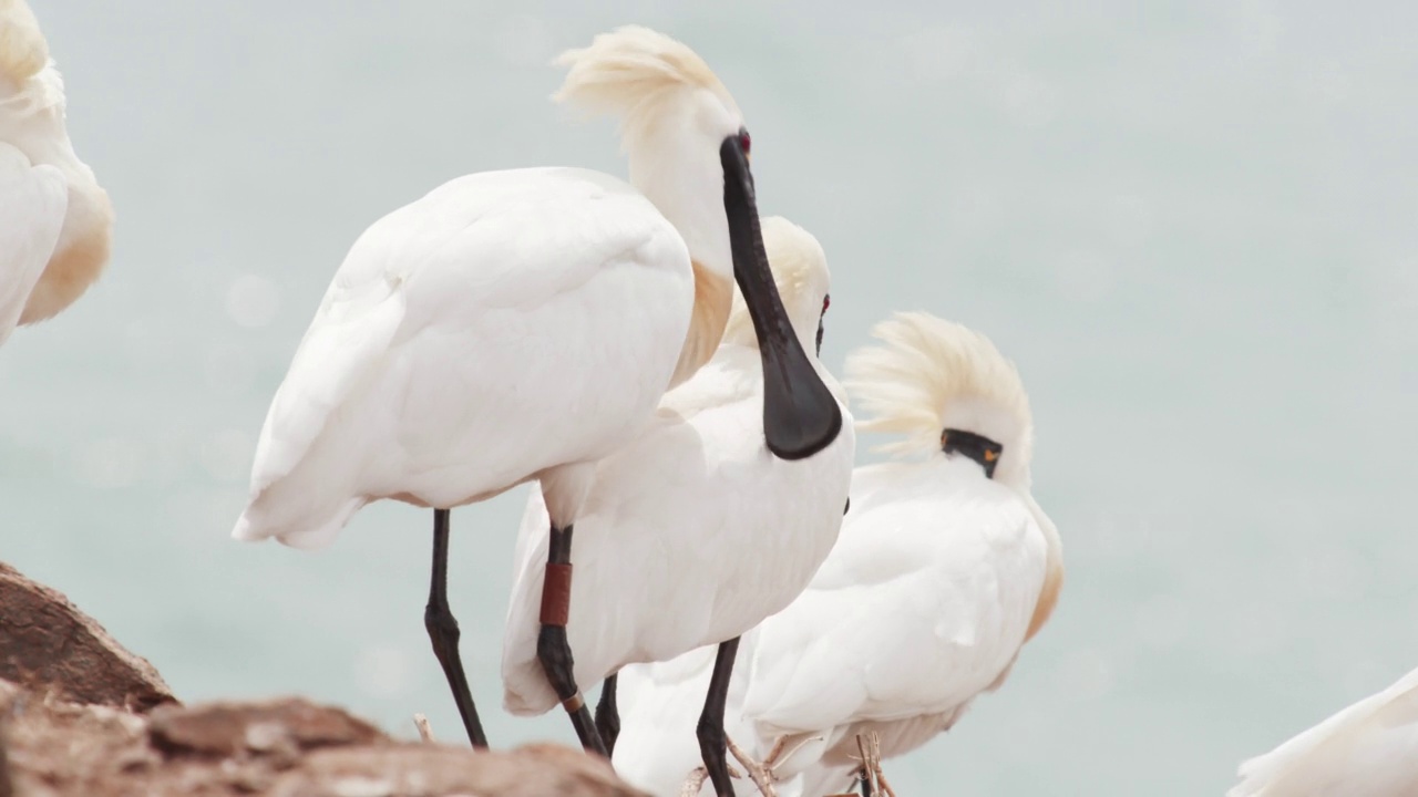 △龟岛非武装地带(DMZ):正在向雌鸟求爱的雄性黑脸琵鹭(Platalea minor) /韩国视频素材