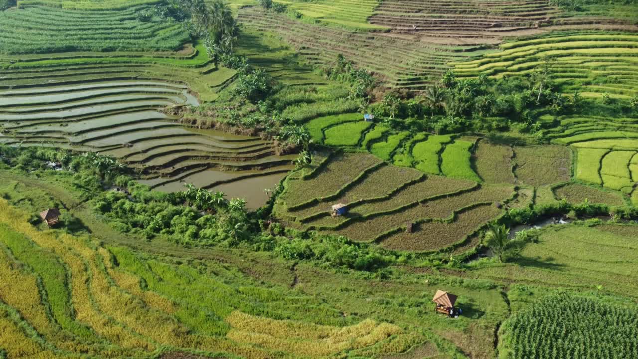 美丽的稻田在巴基斯村，肯德尔，印度尼西亚。视频下载