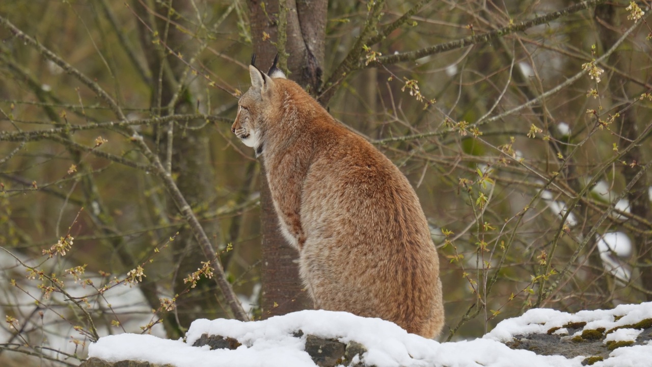 欧洲猞猁(Lynx Lynx)，在冬天视频素材