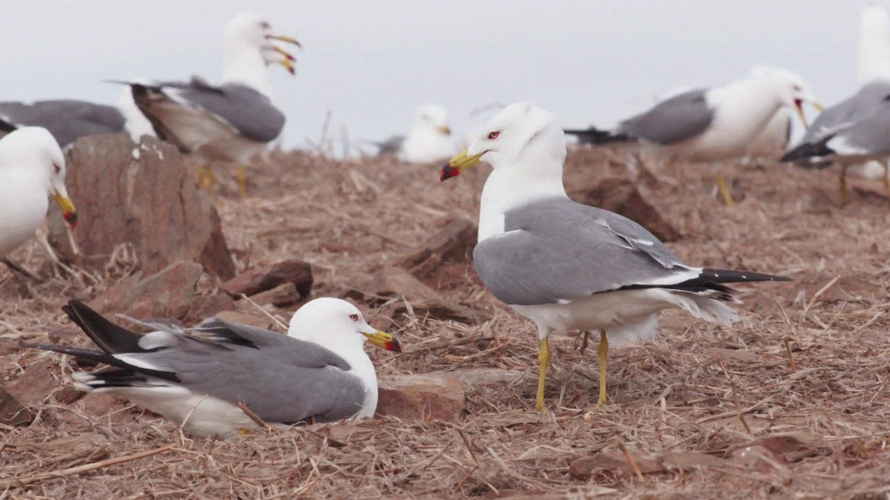 DMZ(韩国非军事区)，龟岛-黑尾鸥(Larus crassirostris)夫妇保护蛋/韩国视频素材