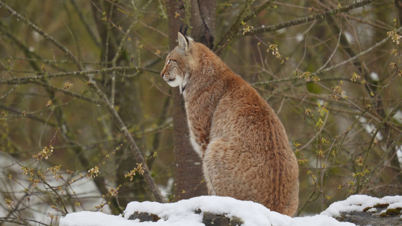 欧洲猞猁(Lynx Lynx)，在冬天视频素材