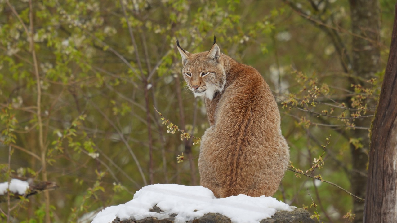 欧洲猞猁(Lynx Lynx)，在冬天视频素材