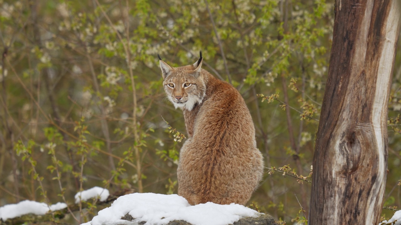 欧洲猞猁(Lynx Lynx)，在冬天视频素材