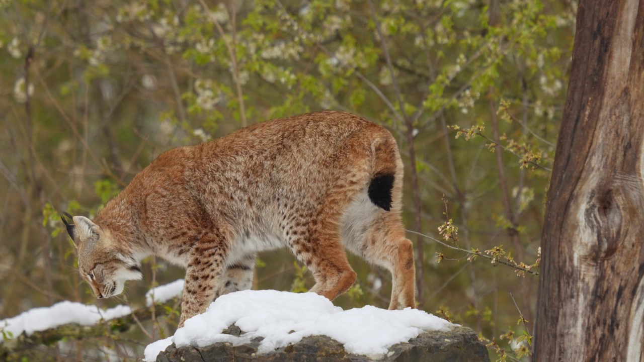 欧洲猞猁(Lynx Lynx)，在冬天视频素材