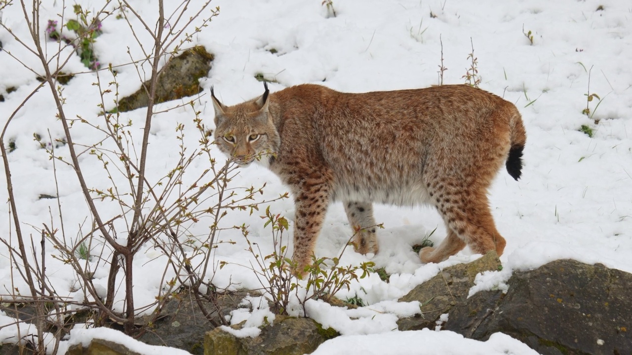 欧洲猞猁(Lynx Lynx)，在冬天视频素材