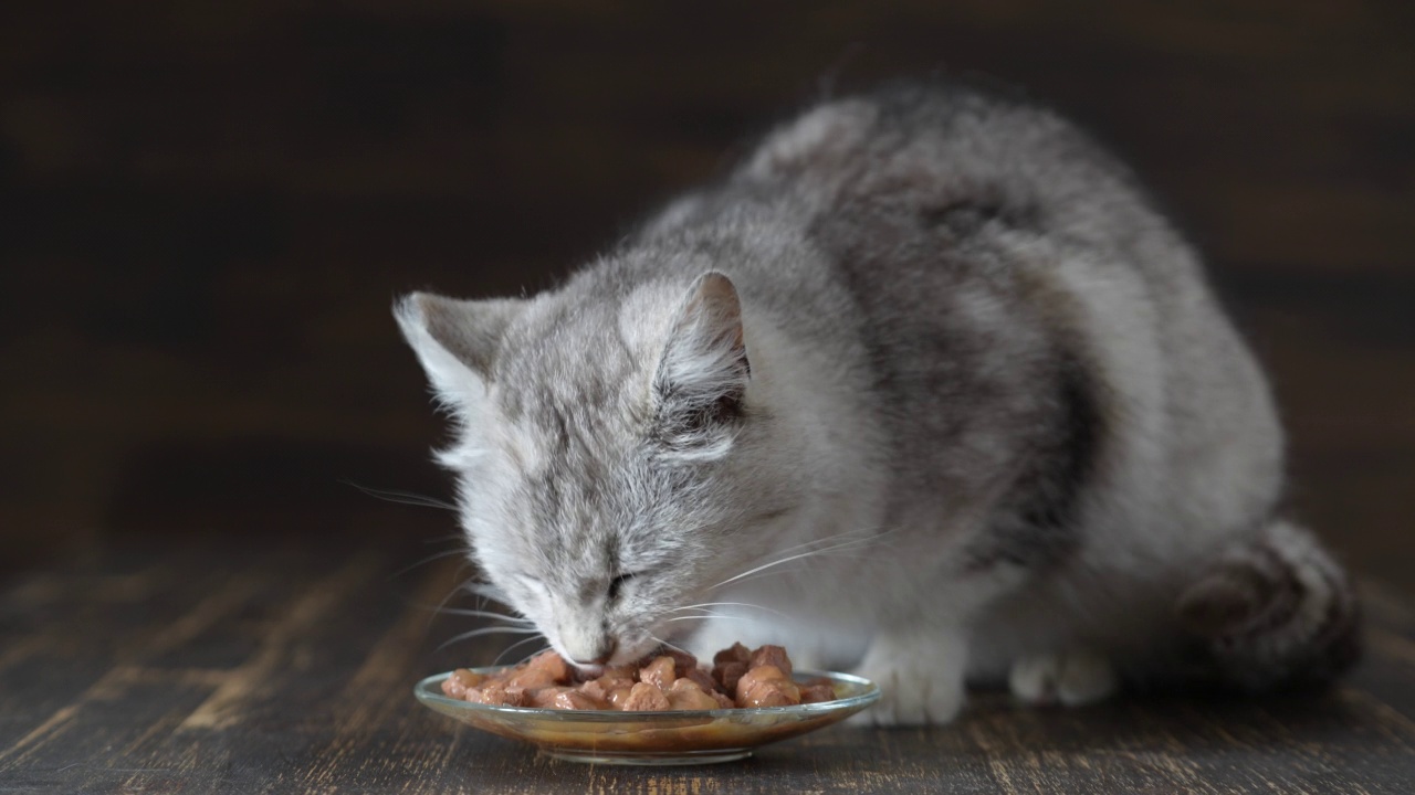 可爱的灰色猫吃盘子里的湿食物，近距离观察视频素材