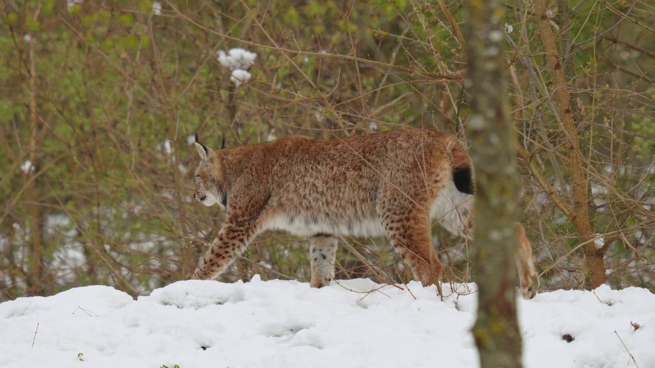 欧洲猞猁(Lynx Lynx)，在冬天视频素材